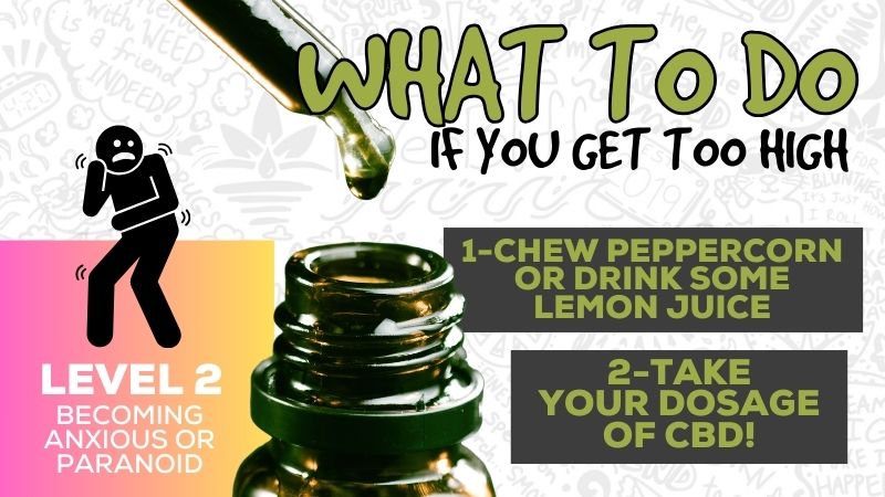 What to Do if You Get Too High! - Premium Cannabis Store | THC, CBD ...